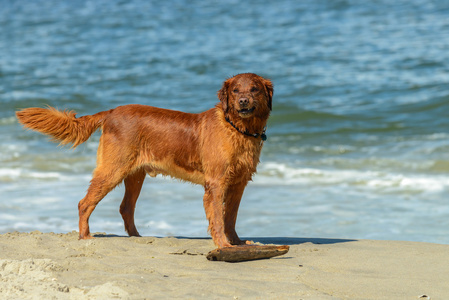 金毛猎犬