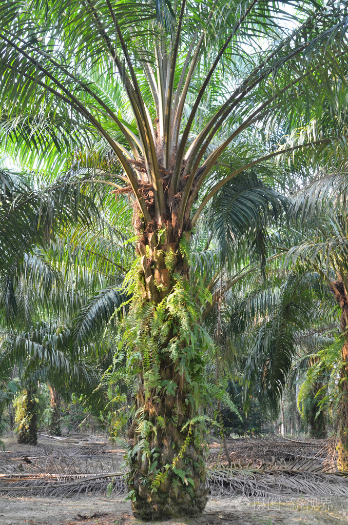 油棕园