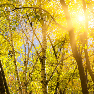 秋天的树叶背景在阳光灿烂的日子