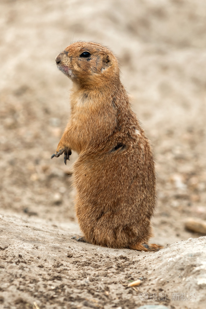 草原土拨鼠照片-正版商用图片1ds881-摄图新视界