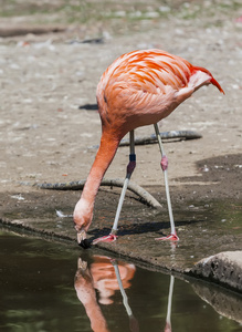 粉红色的火烈鸟正在喝