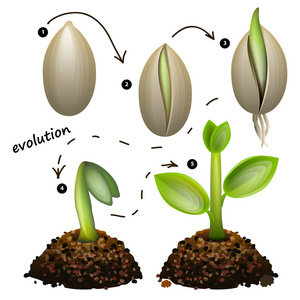 植物生长阶段