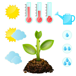 成长和条件的植物
