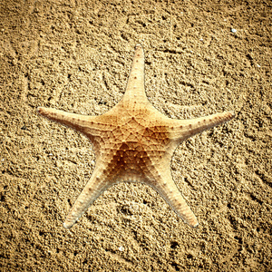 海星在海滩沙子副本空间