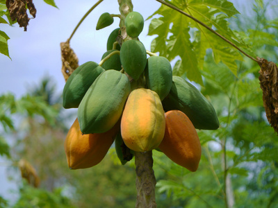 树上的成熟和原料木瓜