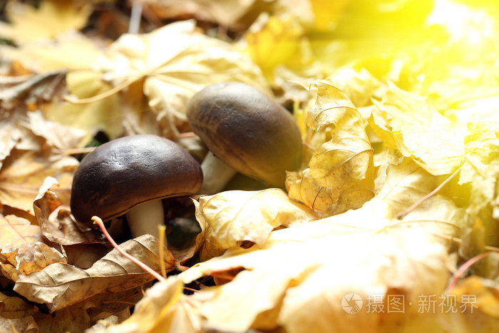 枫树叶和蘑菇在公园里特写