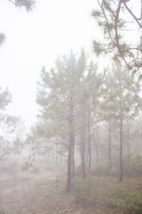 在茂密的热带雨林 富鲁 船山 泰国的雾