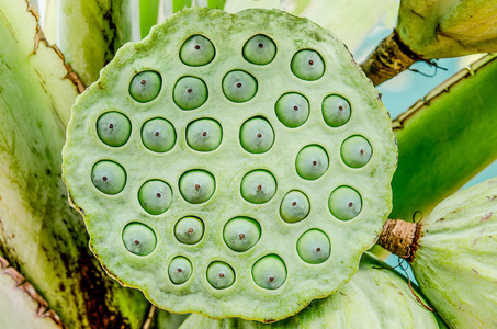 莲子的特写莲子,绿白莲籽关闭了莲子上小的木杯莲子和莲花淋浴在白色