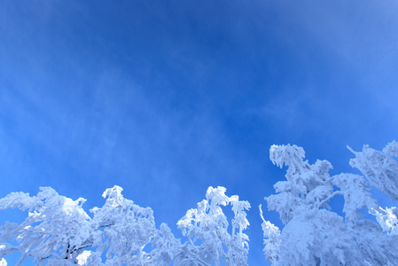 白霜冬季树上