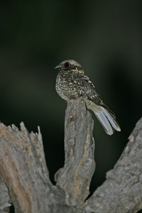 阿比西尼亚欧夜鹰，夜鹰 poliocephalus