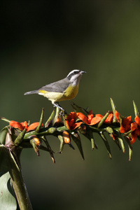 曲嘴森莺，coereba flaveola