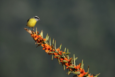 曲嘴森莺，coereba flaveola