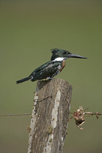 亚马逊翠鸟，chloroceryle amazona