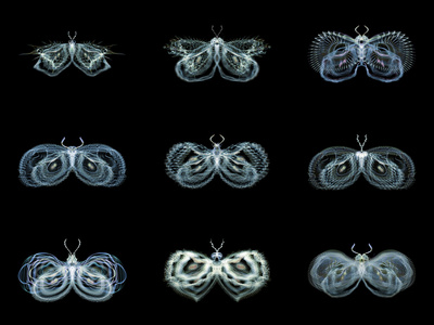 分形蝶类多样性