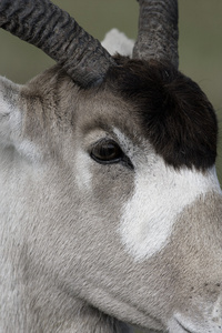 addax，addax nasomaculatus