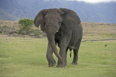 非洲大象象是