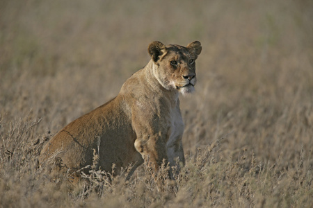 非洲狮 猫科狮子座