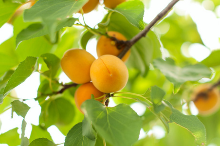 成熟的杏子成长