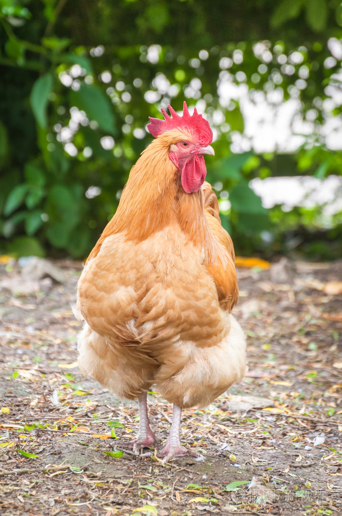 红公鸡