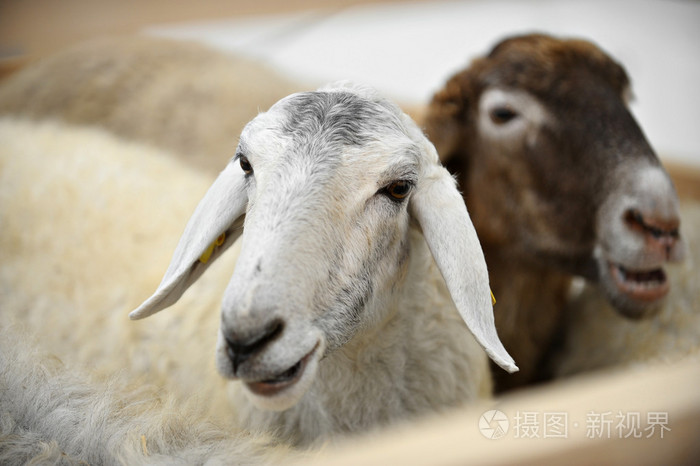 卡拉库尔羊场中