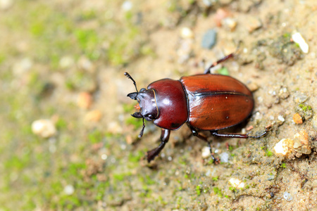 日本棕色锹虫 neolucanus 小木 在日本