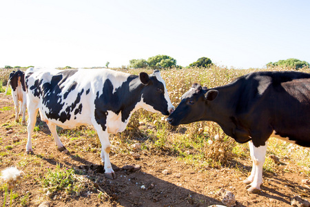 花牛在梅诺卡岛巴利阿里亲吻对方
