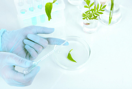 植物科学研究图片