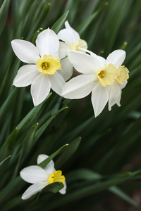 盛开的白花