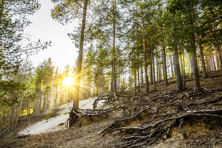 日落在 forest.the 太阳自地平线之下出从松树根