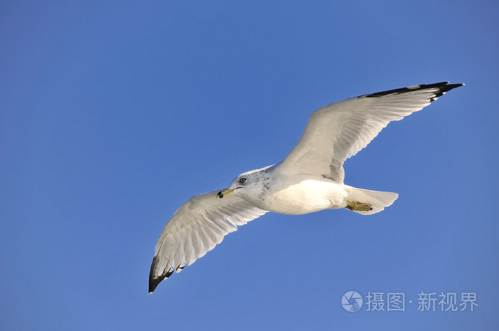 海鸥