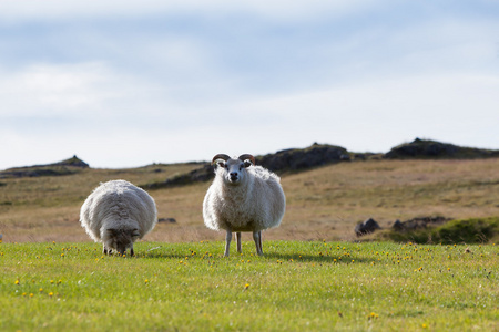 有的羊的羊群的牧场