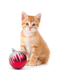 可爱的橙色小猫与坐在旁边一个圣诞节 o 的大爪子