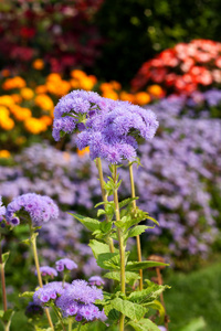 flossflower 在 garden.shallow 景深