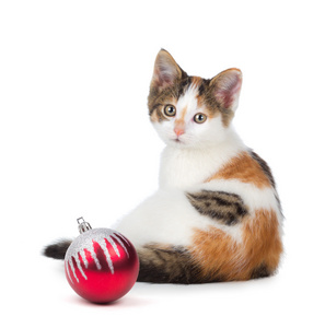 坐在旁边一个圣诞饰品在 whi 的印花布小猫