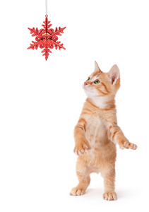 可爱的橙色小猫玩上白色的圣诞节装饰品