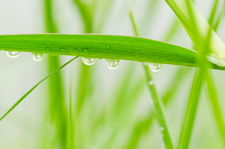 绿草与水滴眼液