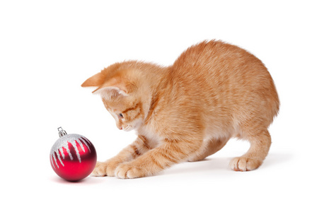 可爱的橙色小猫玩上白色的圣诞节装饰品