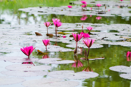 粉红色莲花