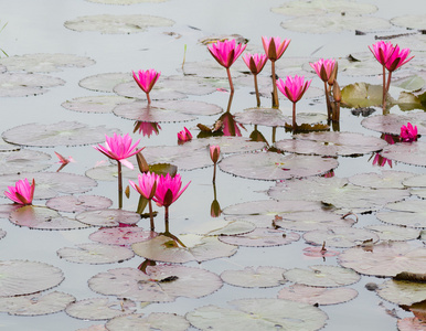 粉红色莲花