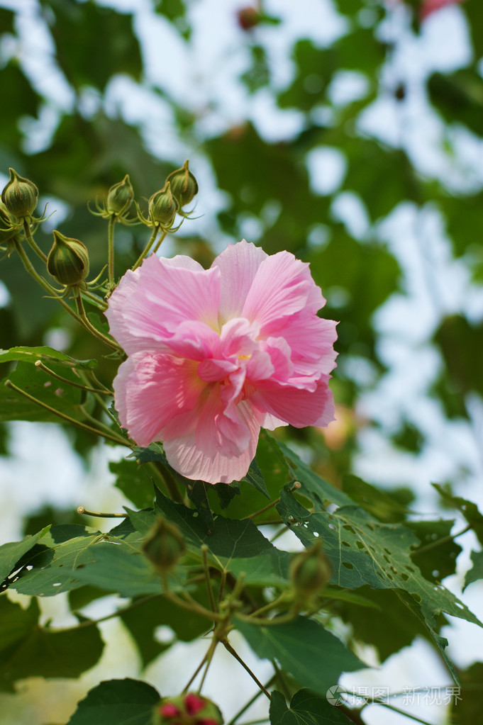 芙蓉