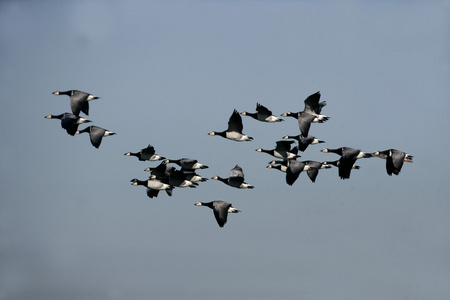 白额黑雁，branta leucopsis