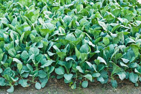 芥蓝爆笋尖图片