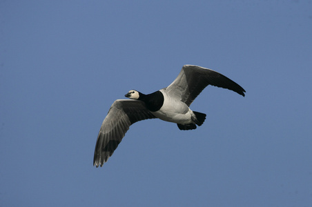 白额黑雁，branta leucopsis