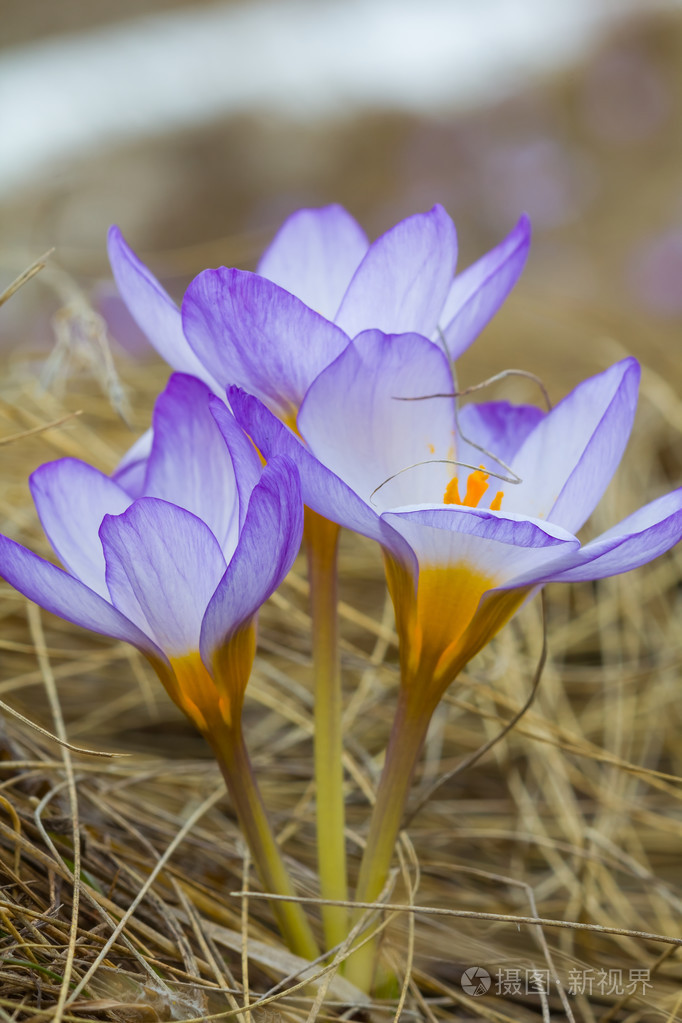 特写紫罗兰花照片-正版商用图片1dsyo1-摄图新视界