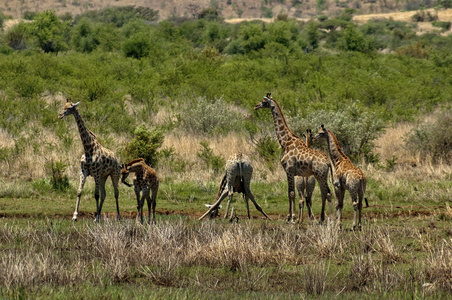集团的长颈鹿