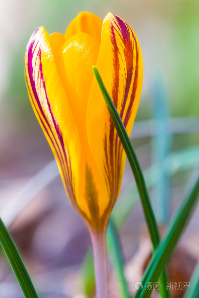 特写黄色番红花