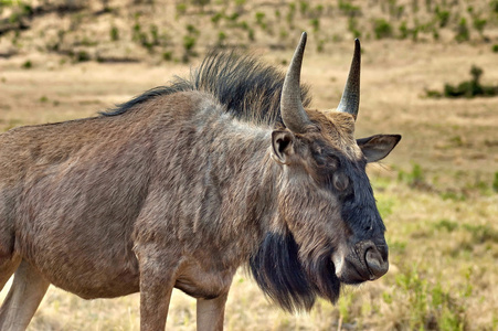 非洲蓝角虫Gnu