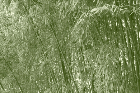竹丛林