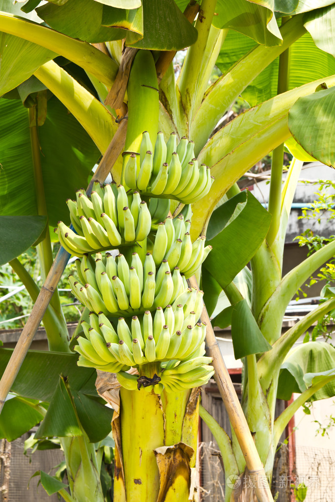 一堆年轻的香蕉果实