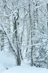 降雪在冬天山雾气弥漫的森林